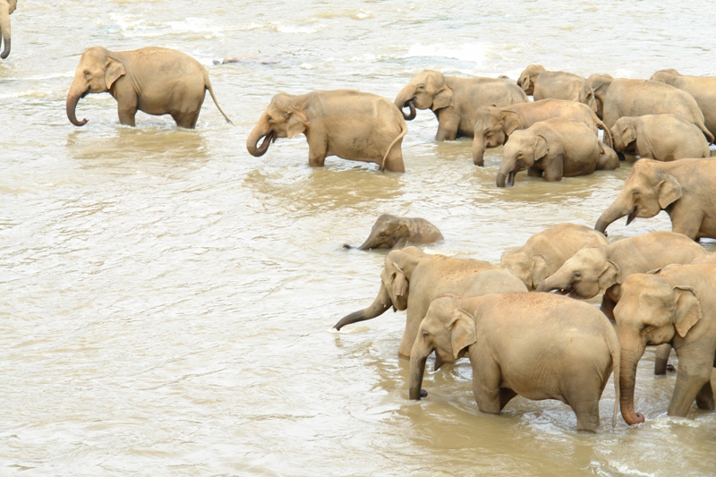        -     , - (Pinnawela-orphanage - washing elephants, Sri-Lanka)